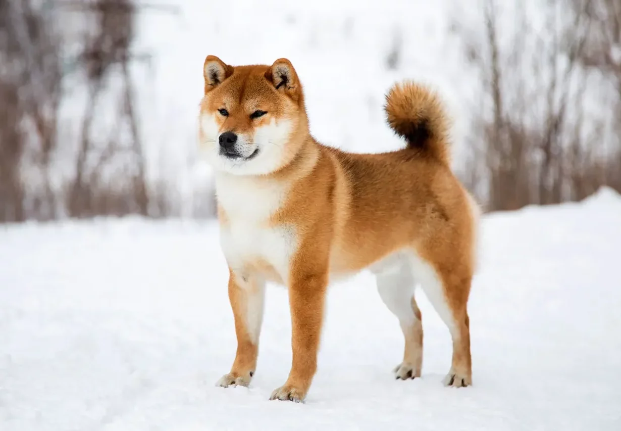 Unlocking the Secrets Behind Shiba Inu Dog Prices
